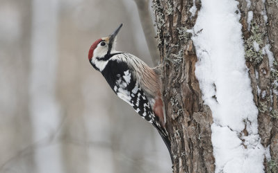 White-backed woodpecker (Dendrocopos leucotos)
