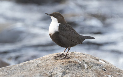 White-throated dipper (Cinclus cinclus)