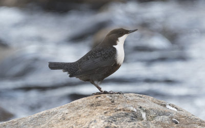 White-throated dipper (Cinclus cinclus)