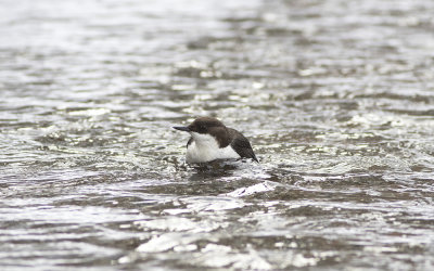 White-throated dipper (Cinclus cinclus)