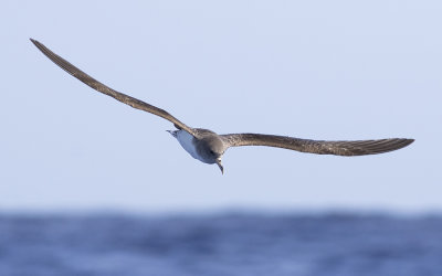 Cory's shearwater (Calonectris borealis)