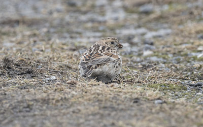 Lapland bunting (Calcarius lapponicus)