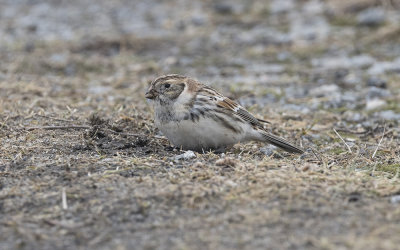 Lapland bunting (Calcarius lapponicus)