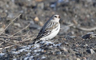 Snow bunting (Plectrophenax nivalis)