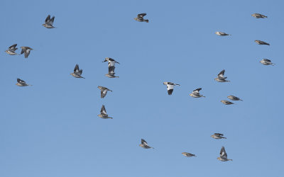 Snow bunting (Plectrophenax nivalis)