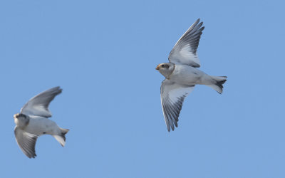 Snow bunting
