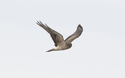 Pallid harrier (Circus macrourus)
