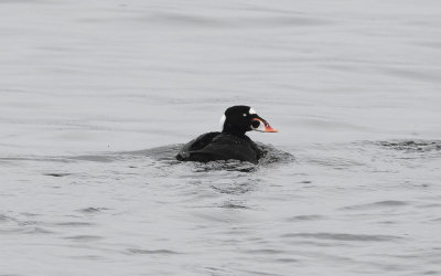 Surf scoter (Melanitta perspicillata)
