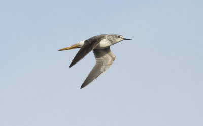 Lesser yellowlegs (Tringa flavipes)
