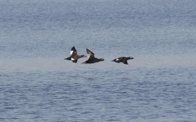 Stejneger's scoter (Melanitta stejnegeri)