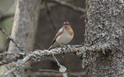 Red-breasted flycatcher (Ficedula parva)