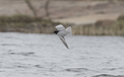 Black tern (Chlidonias niger)