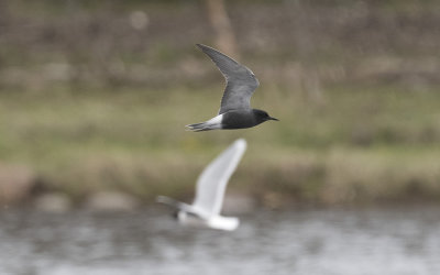 Black tern (Chlidonias niger)
