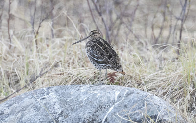 Great snipe