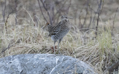Great snipe (Gallinago media)