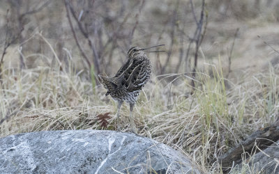 Great snipe (Gallinago media)