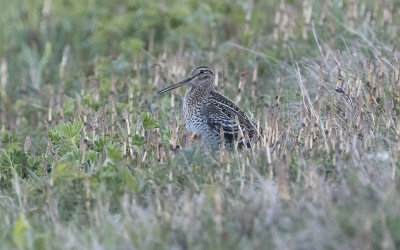 Great snipe (Gallinago media)