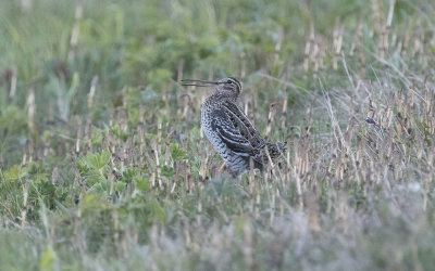Great snipe (Gallinago media)