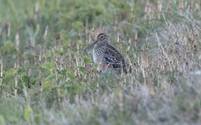 Great snipe (Gallinago media)