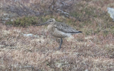 Bar-tailed godwit (Limosa lapponica)