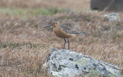 Bar-tailed godwit (Limosa lapponica)