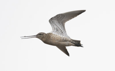 Bar-tailed godwit (Limosa lapponica)