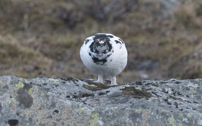 Rock ptarmigan (Lagopus muta)
