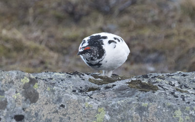 Rock ptarmigan (Lagopus muta)