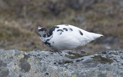 Rock ptarmigan (Lagopus muta)