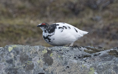 Rock ptarmigan (Lagopus muta)