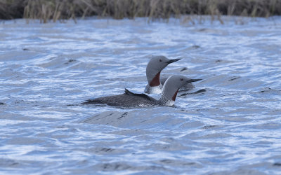 Red-throated diver (Gavia stellata)