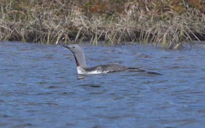 Red-throated diver (Gavia stellata)