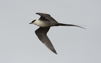 Long-tailed skua