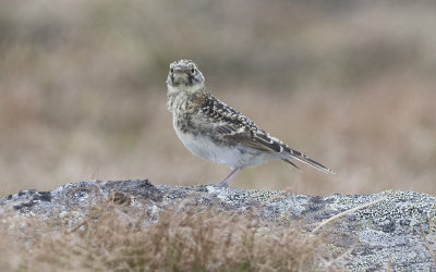 Shore lark (Eremophila alpestris flava)