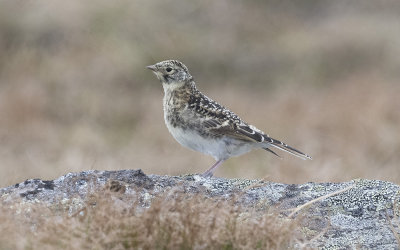 Shore lark (Eremophila alpestris flava)