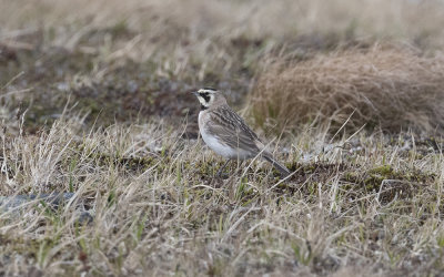 Shore lark (Eremophila alpestris flava)