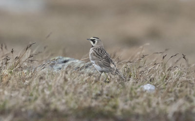 Shore lark (Eremophila alpestris flava)