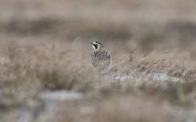 Shore lark (Eremophila alpestris flava)