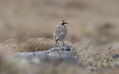 Shore lark (Eremophila alpestris flava)