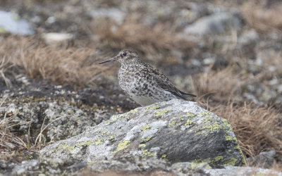 Purple sandpiper (Calidris maritima)