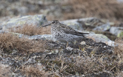 Purple sandpiper (Calidris maritima)