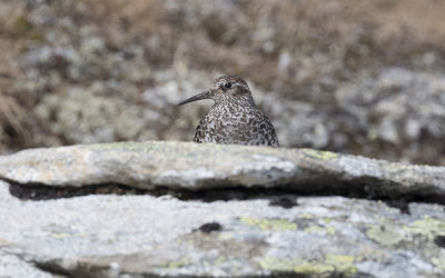 Purple sandpiper (Calidris maritima)