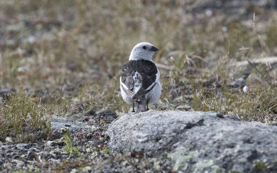 Snow bunting (Plectrophenax nivalis)