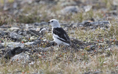 Snow bunting (Plectrophenax nivalis)
