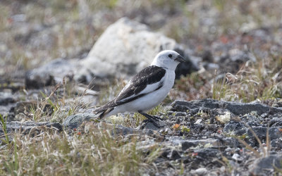 Snow bunting (Plectrophenax nivalis)