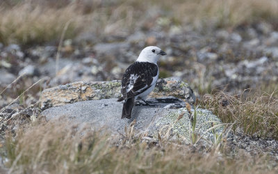 Snow bunting (Plectrophenax nivalis)