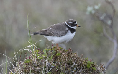 Common ringed plover (Charadrius hiaticula)