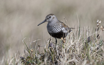 Dunlin (Calidris alpina)
