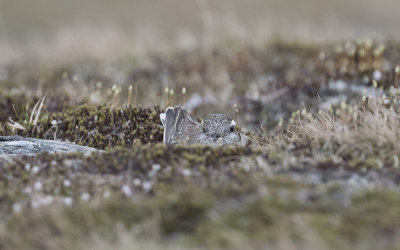 Eurasian dotterel (Charadrius morinellus)