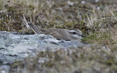 Eurasian dotterel (Charadrius morinellus)